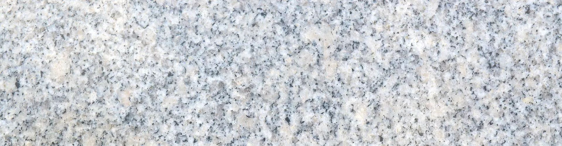 Mur biodiversitaire de Versailles Mur biodiversitaire de Versailles