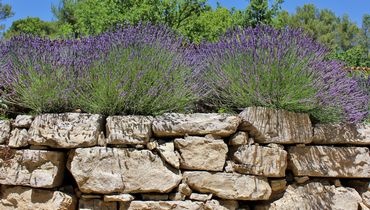 Mur en pierre sèche de Provence
